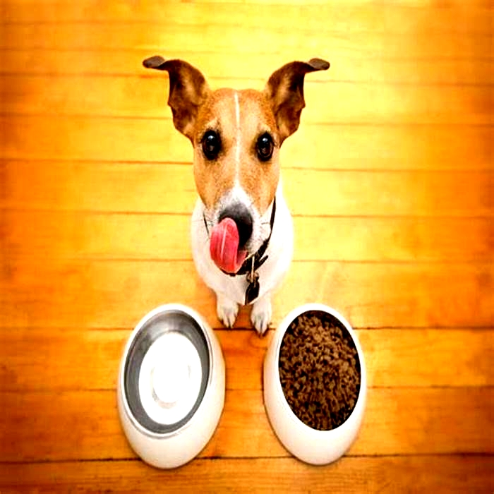 A Prescription for Health Understanding Canine Diets