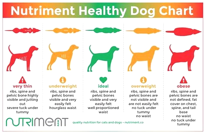 A Prescription for Health Understanding Canine Nutrition Guidelines