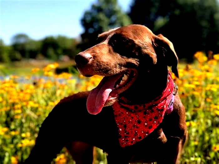 Bark Up the Right Tree Farm Style Doggy Dinners