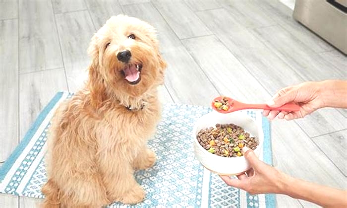 Bringing the Farm Home: Fresh Dog Food Explained