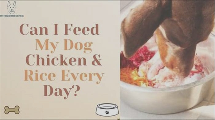 Can I feed my dog chicken and rice everyday