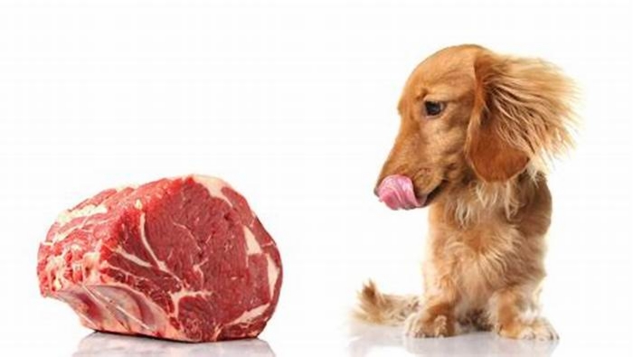 Can I feed my dog cooked meat everyday?