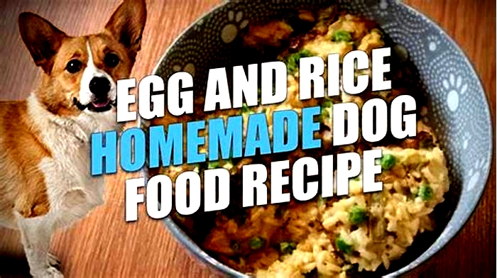 Can I feed my dog rice and eggs everyday?