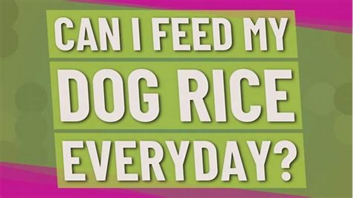 Can I feed my dog rice everyday