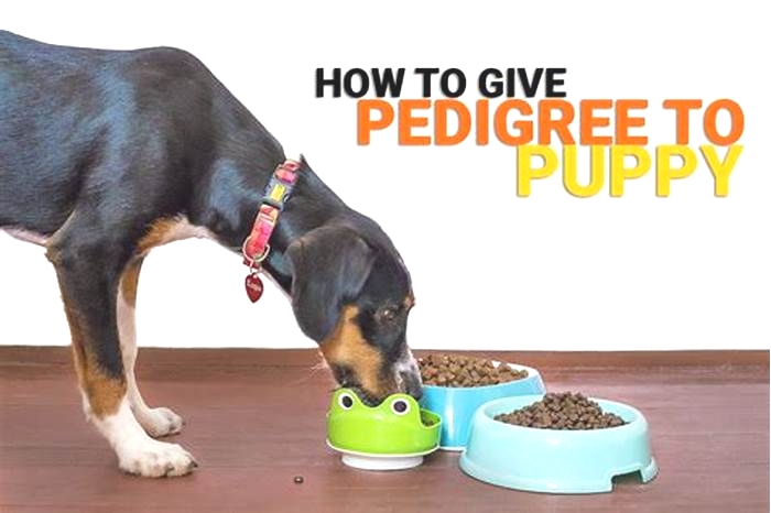 Can I feed pedigree to my dog everyday?