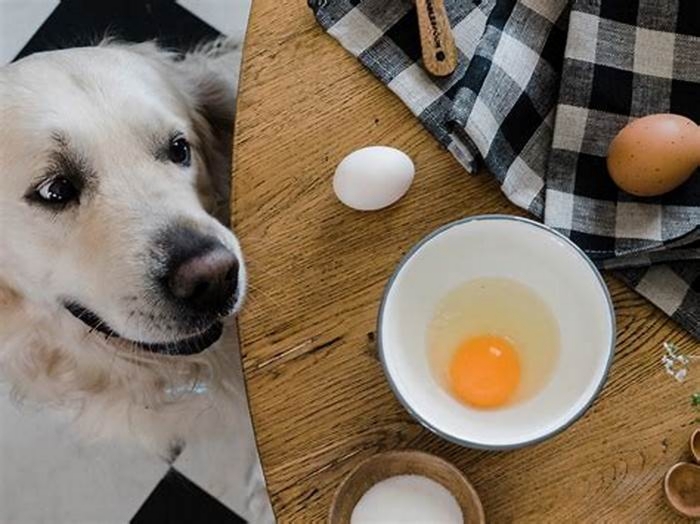 Can I give my dog an egg per day