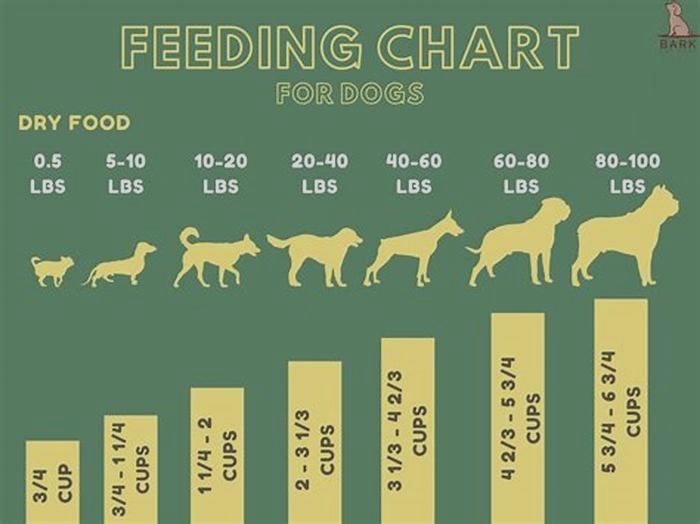 Can I overfeed my dog?