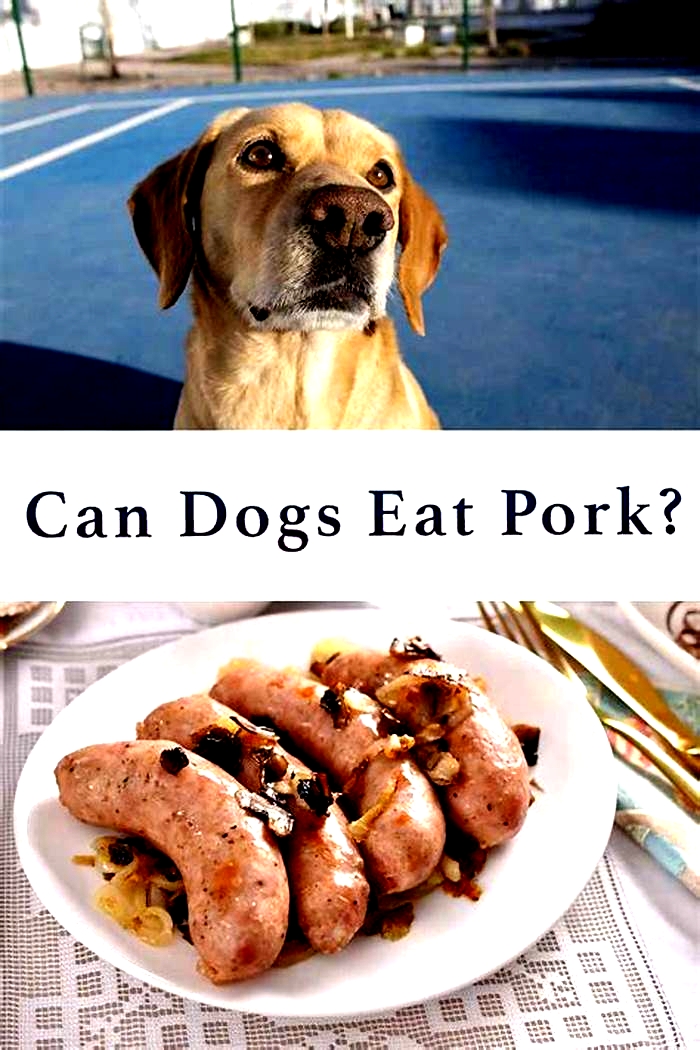 Can a dog eat pork