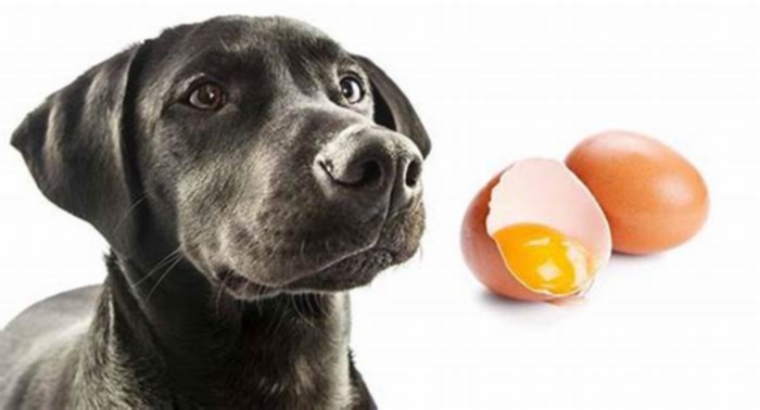 Can dogs eat 2 eggs a day?