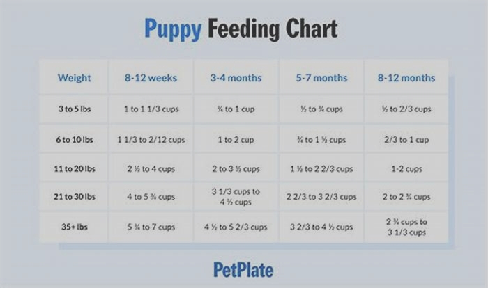 Can dogs eat 3 small meals a day?