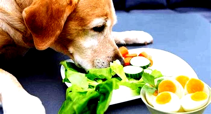 Can dogs eat boiled eggs