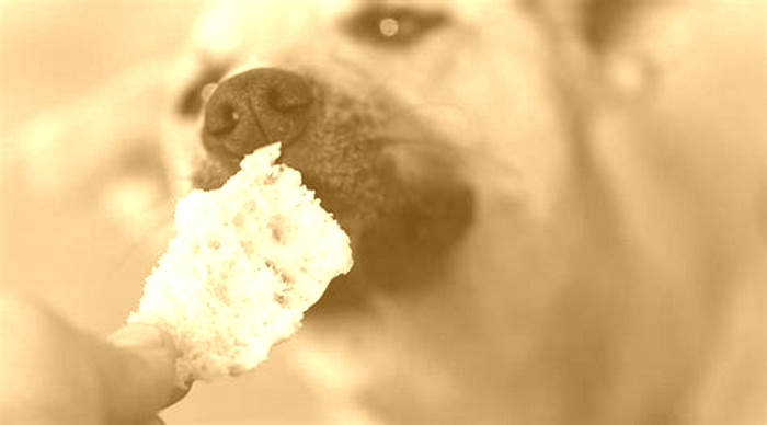 Can dogs eat bread