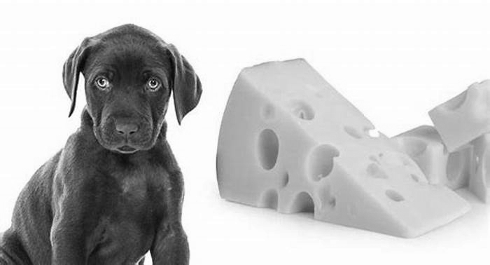 Can dogs eat cheese