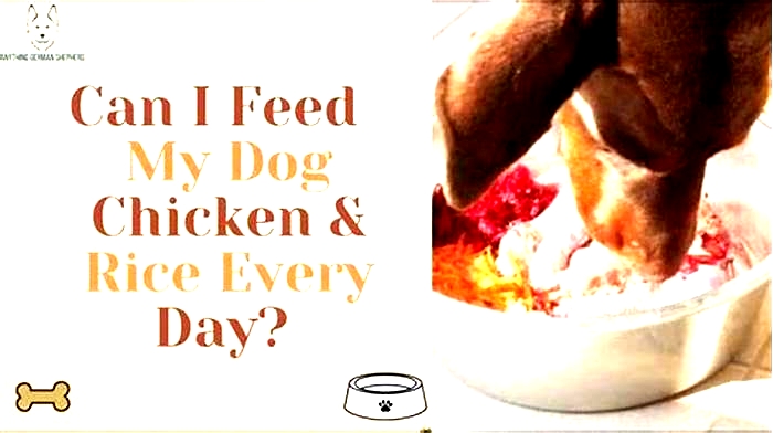 Can dogs eat chicken and rice permanently?