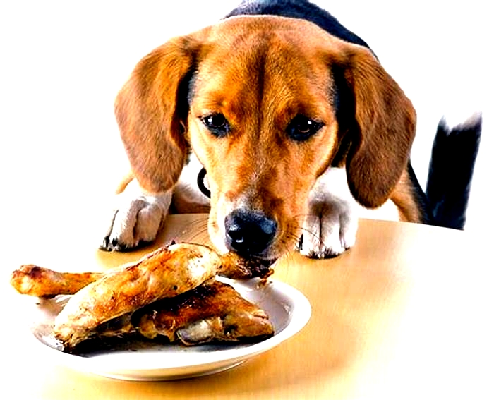 Can dogs eat chicken every day