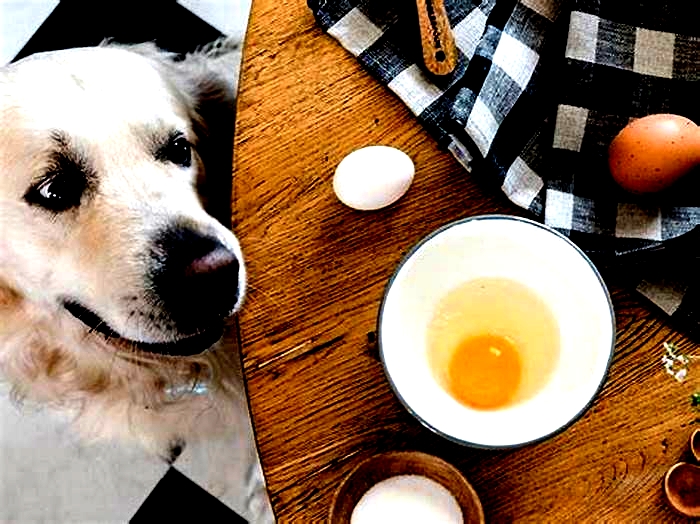 Can dogs eat eggs?