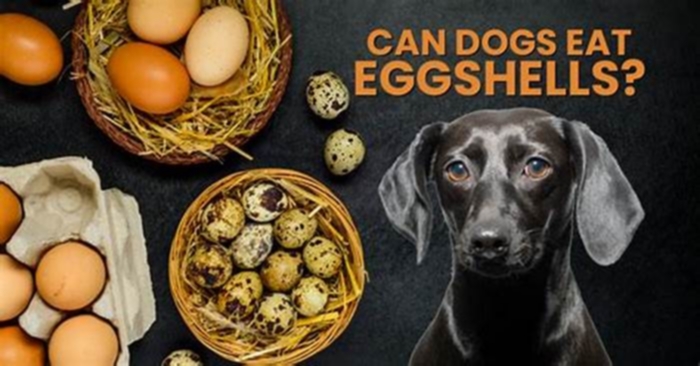 Can dogs eat eggshells?