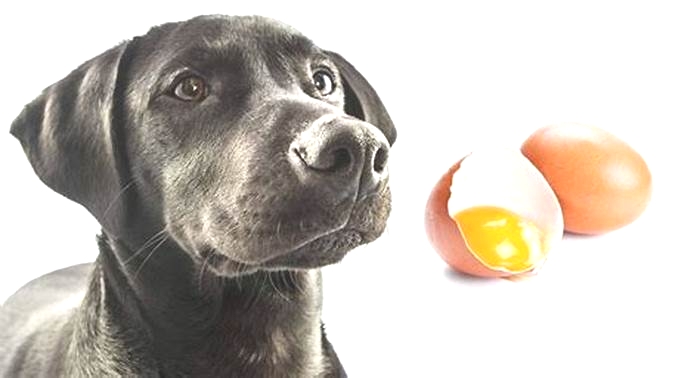 Can dogs eat hard boiled eggs?