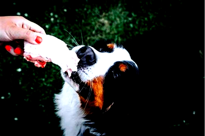 Can dogs eat human-grade meat?