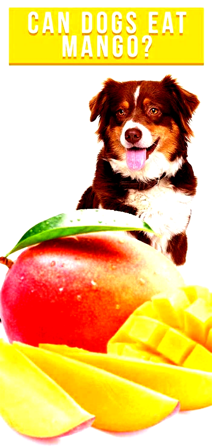 Can dogs eat mango