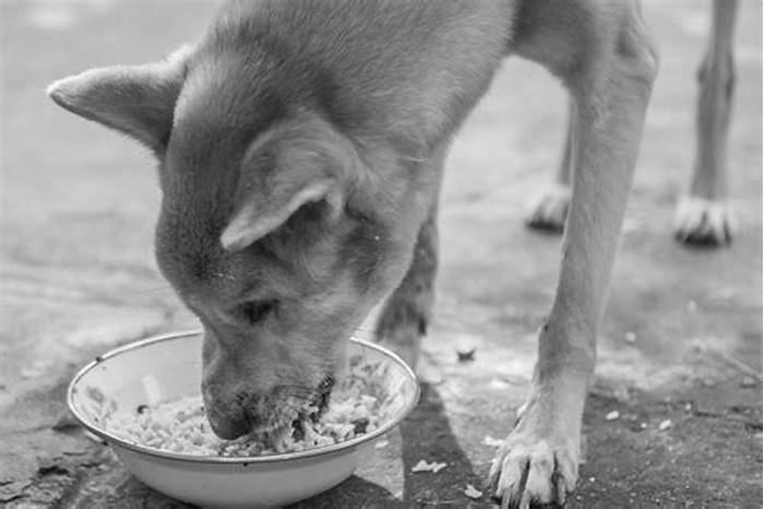 Can dogs eat oats?