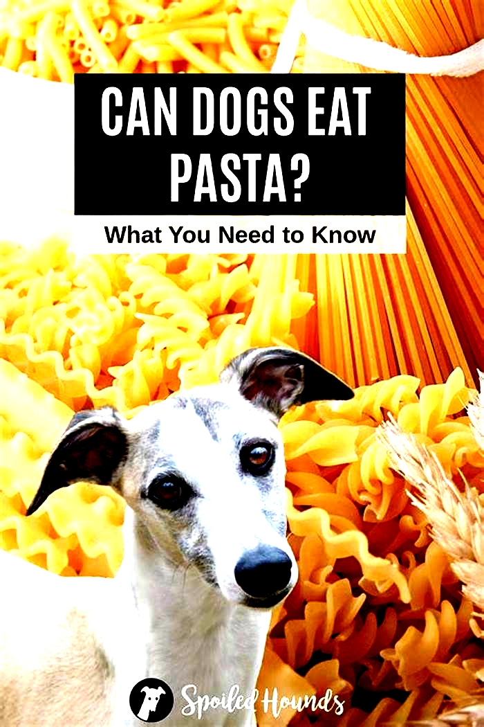 Can dogs eat pasta