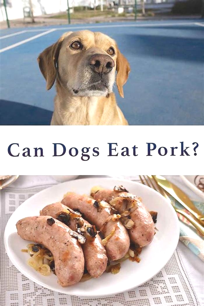 Can dogs eat pork