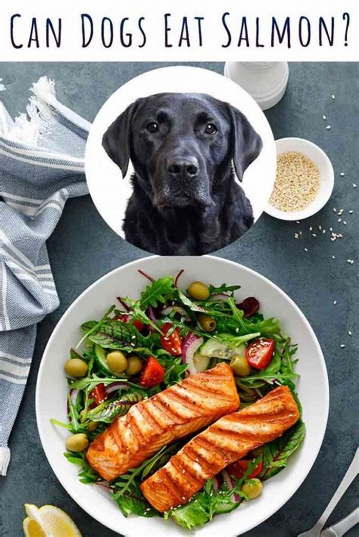 Can dogs eat salmon