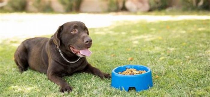 Can dogs live only on dry food?