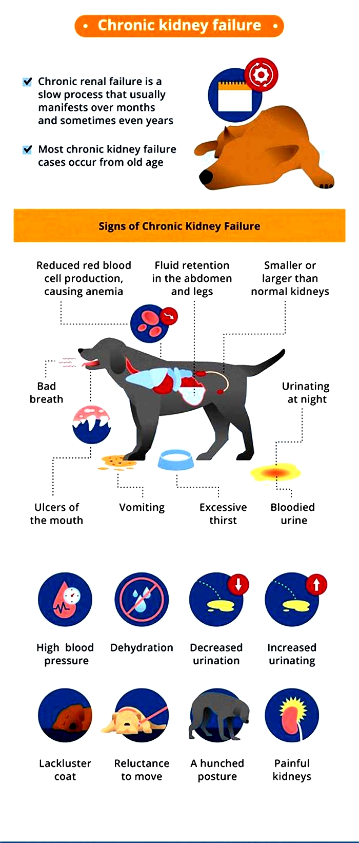 Can meat cause kidney failure in dogs?