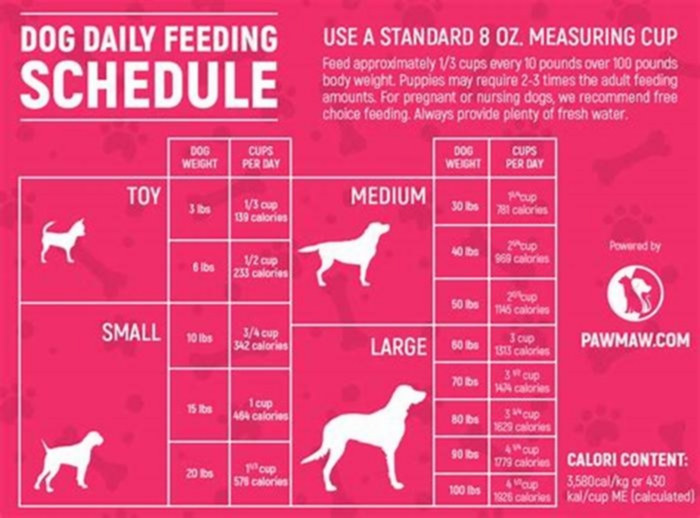 Can you feed a dog 3 times a day?