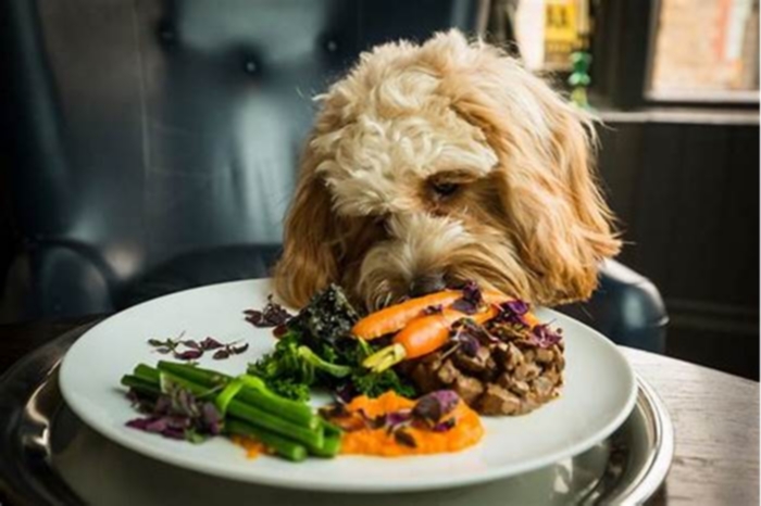 Dive into Freshness Farm Inspired Doggy Dinners Decoded