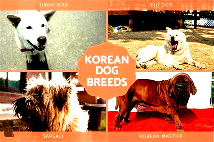 Do Koreans keep dogs as pets?