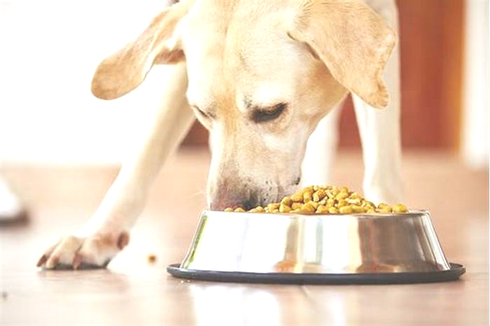 Do dogs get hungry overnight?