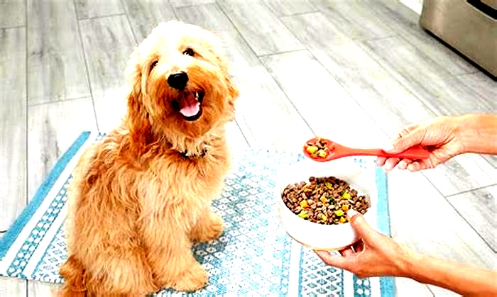 Do dogs live longer on fresh food