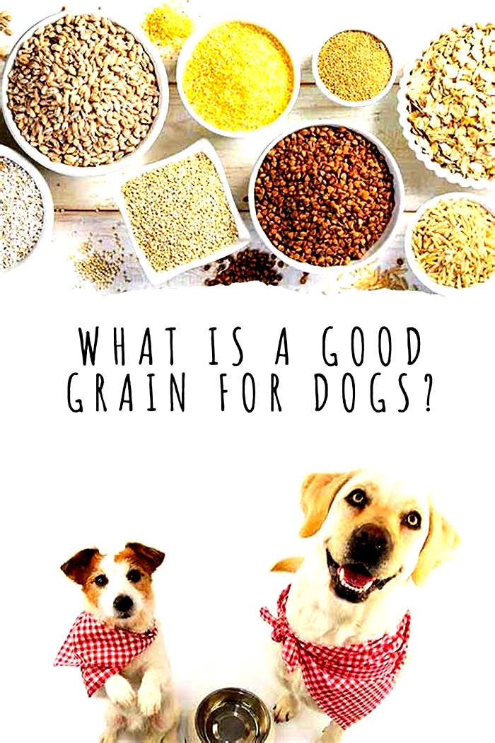 Do dogs really need grains