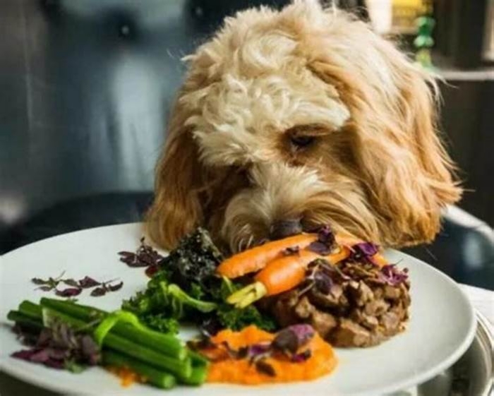 Farm Fresh Feeds A How To Guide for Doggy Dinners