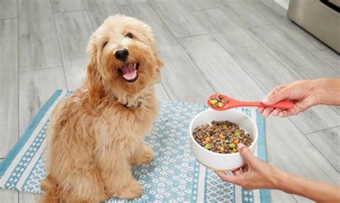 Fresh Dog Food for Dogs with Canine Parainfluenza: Providing Nutritional Support