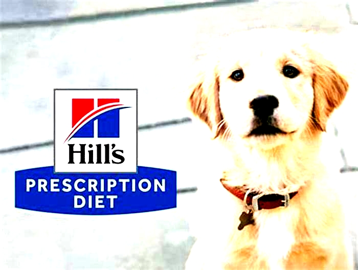 Fueling Health: The Science Behind Hills Prescription Dog Diets