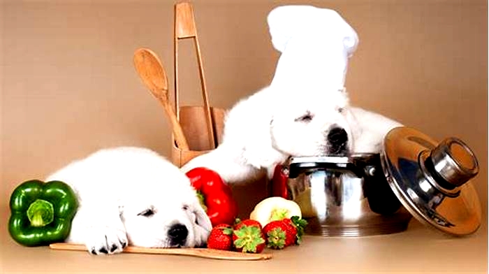 Grow Healthy Habits: Farm-Inspired Doggy Dining Tips