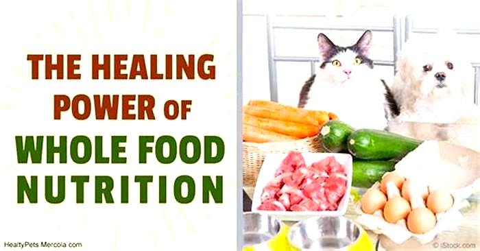 Healing through Food The Role of Prescription Diets in Canine Health