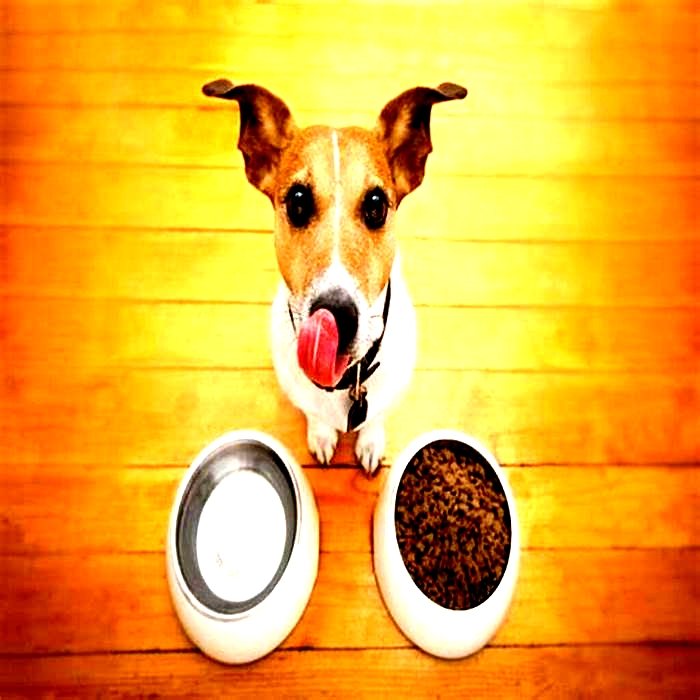 Healing through Nutrition: The Role of Prescription Dog Diets