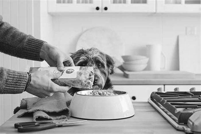 How The Farmer's Dog Food is Transforming Canine Nutrition