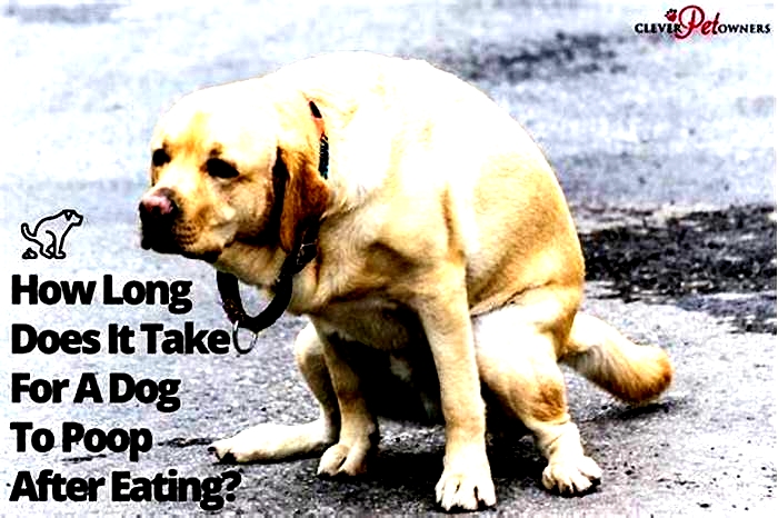 How long after eating does a dog poop