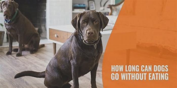 How long can a dog go without food?