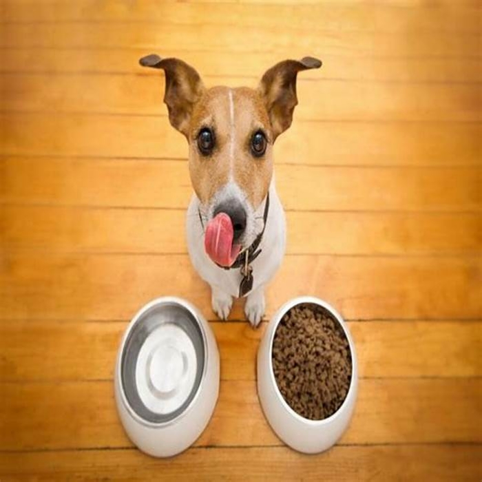 How long can dogs stay on prescription diet