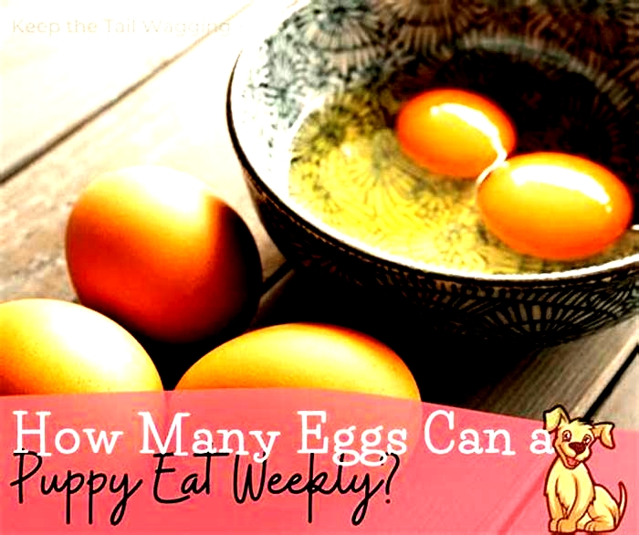 How many eggs can dogs eat a day?