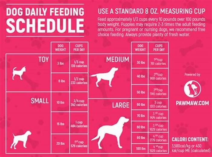 How many meals a day should a farmer s dog eat