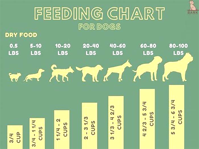 How many times a day should I feed my Royal Canin dog?