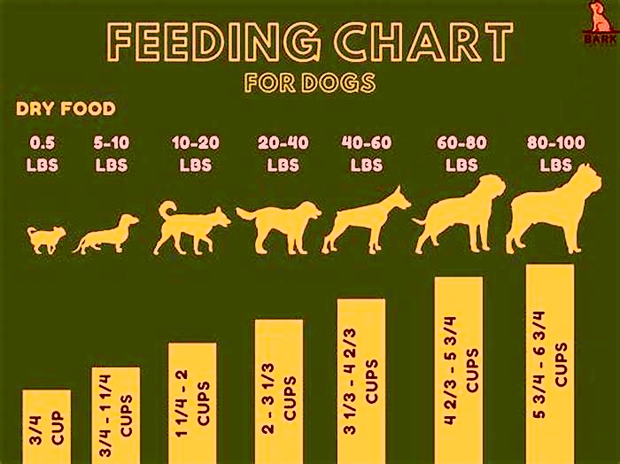 How many times a day should you feed a dog